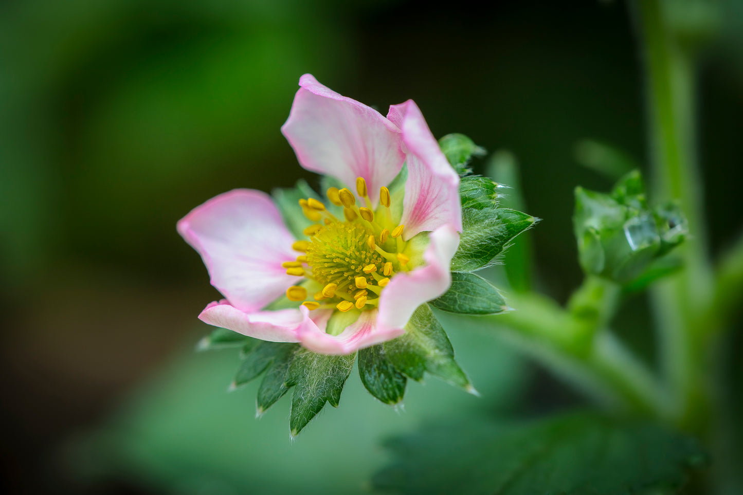 A close-up photograph of a pink strawberry flower with a green and yellow center, surrounded by green leaves.