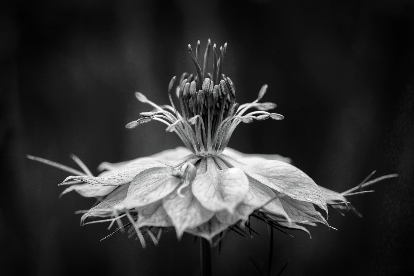 Fine art Black and White Photograph of blooming flower.
