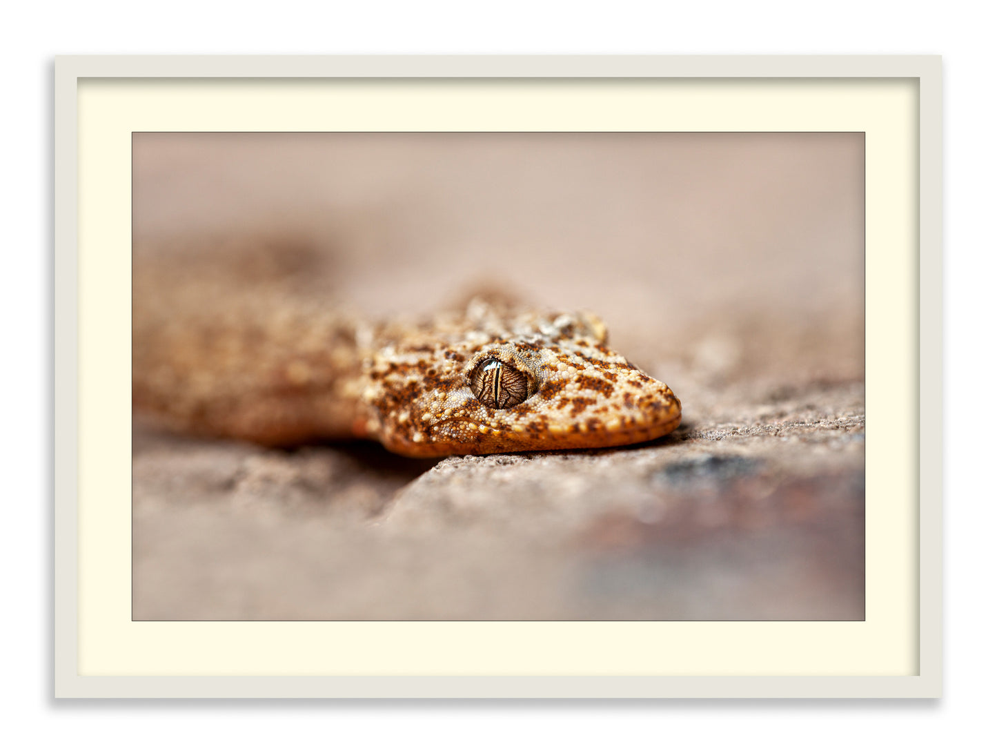 Eye of the Gecko