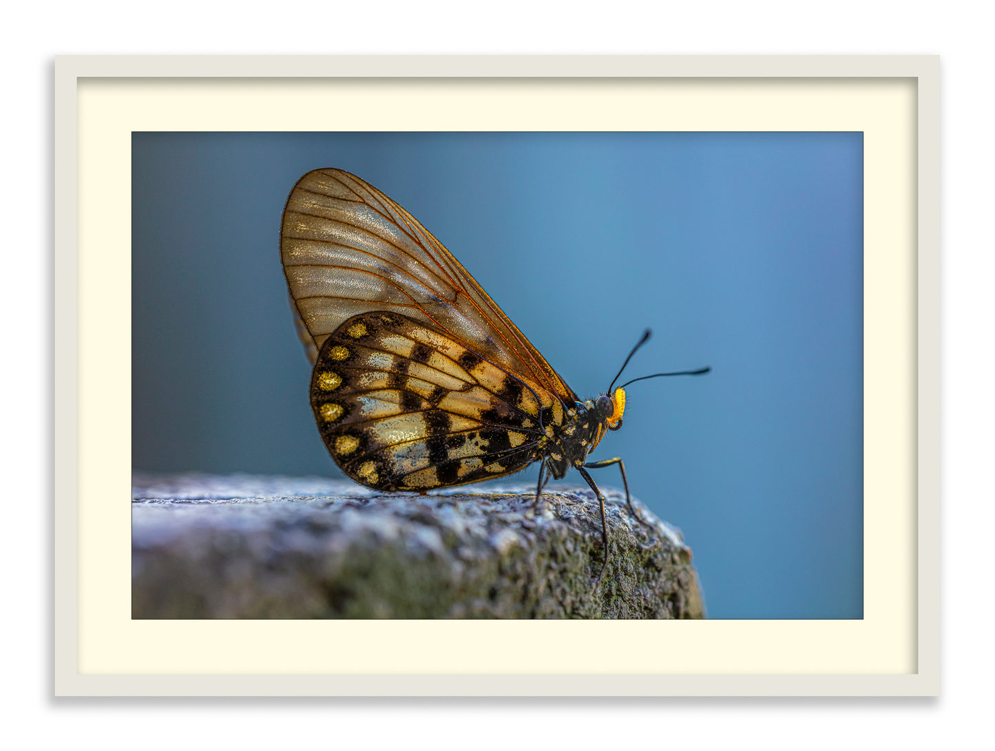 Glasswing Butterfly