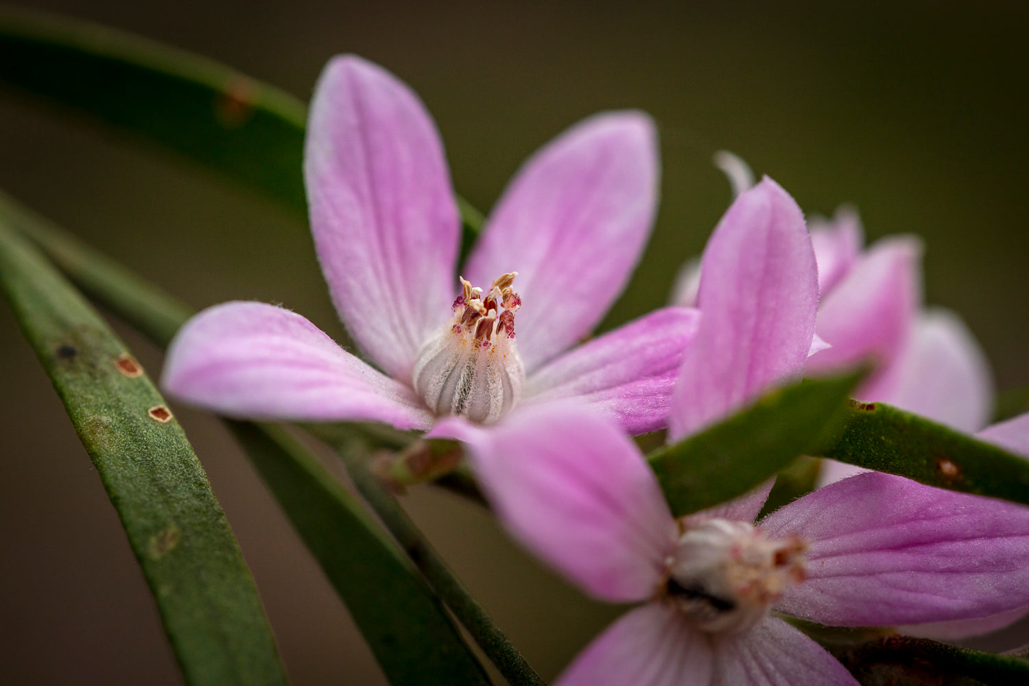 Flora Gloriosus