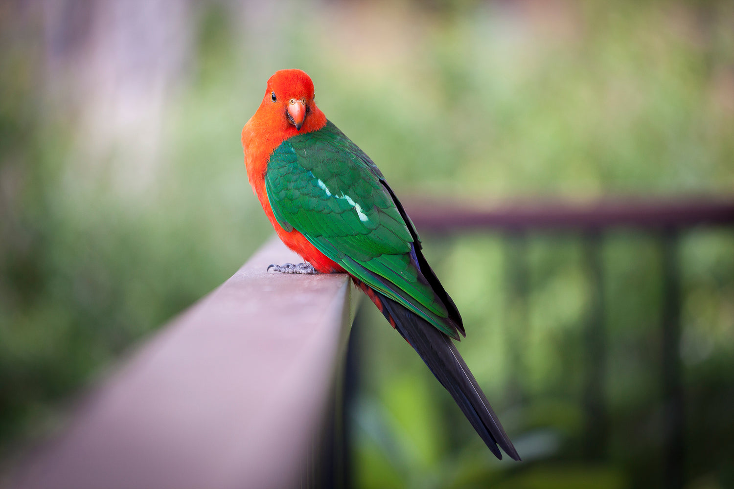 Wildlife