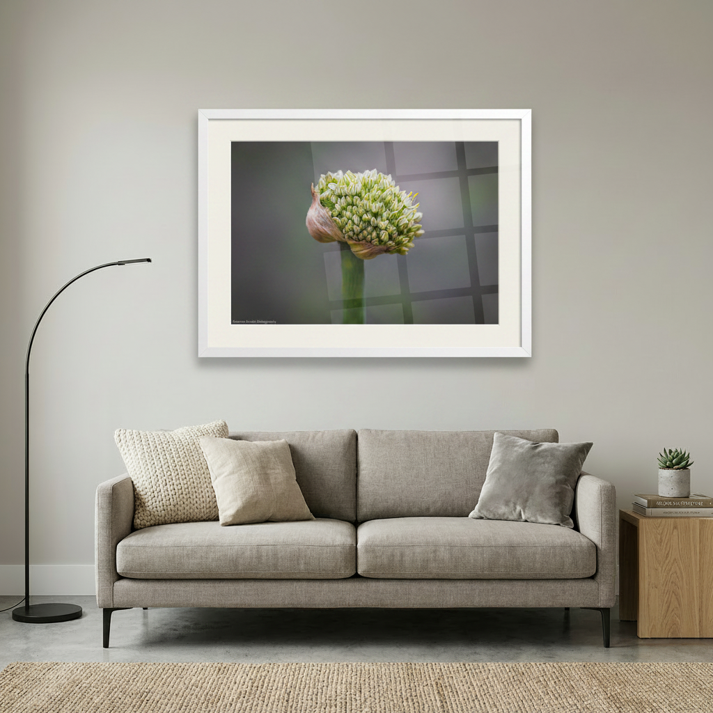 The Onion flower captures nature's intricate beauty with delicate florets unfurling from a papery bud. This fine art print showcases the botanical elegance of a Sydney wildflower, perfect for adding organic sophistication to any space.
