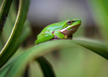 Eastern Green Tree Frog