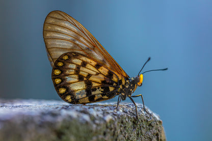 Glasswing Butterfly