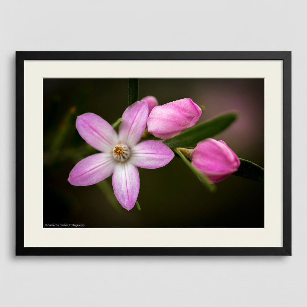 Framed photograph of a pink flower with a dark background