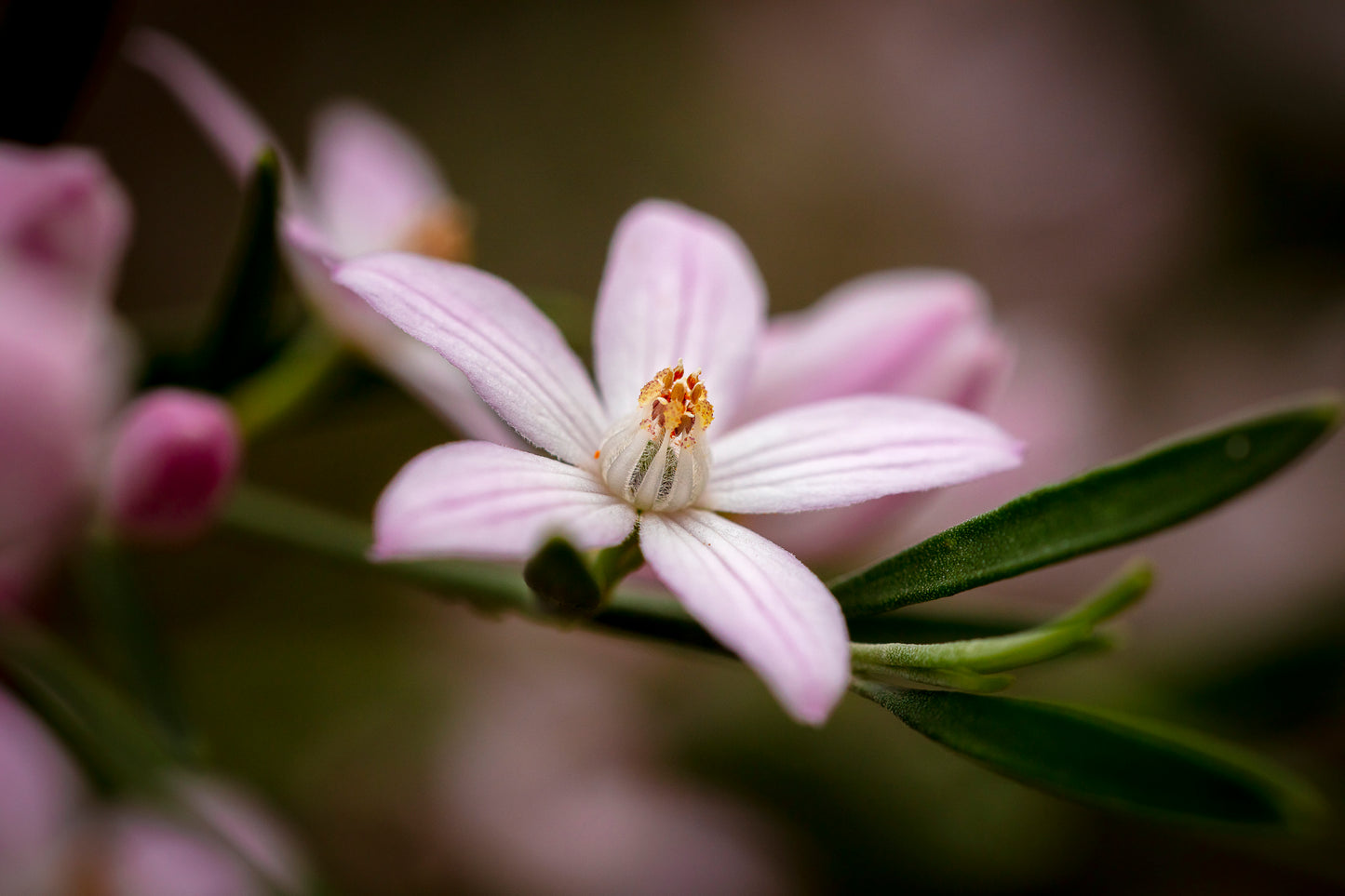 A close-up photograph of a pink wax flower with green leaves in the background, showcasing details of the flower's petals and stamen.