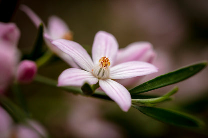 A close-up photograph of a pink wax flower with green leaves in the background, showcasing details of the flower's petals and stamen.