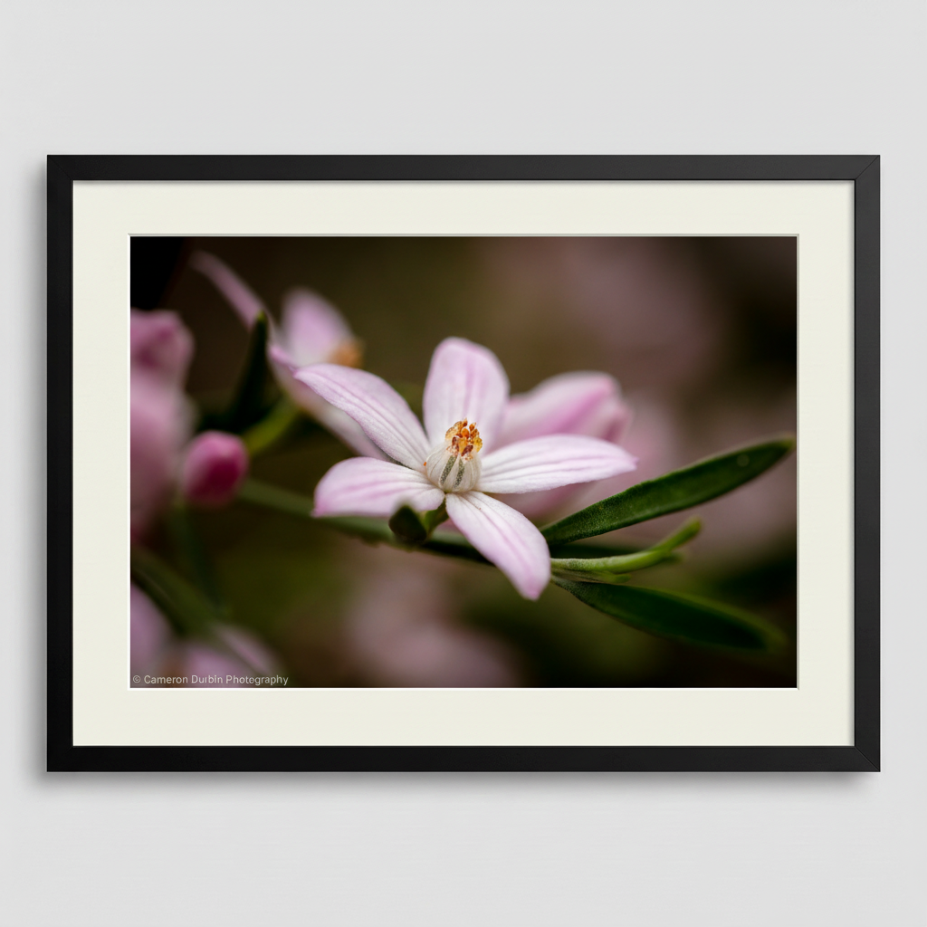 Framed photograph of a pink flower with green leaves on a light gray background