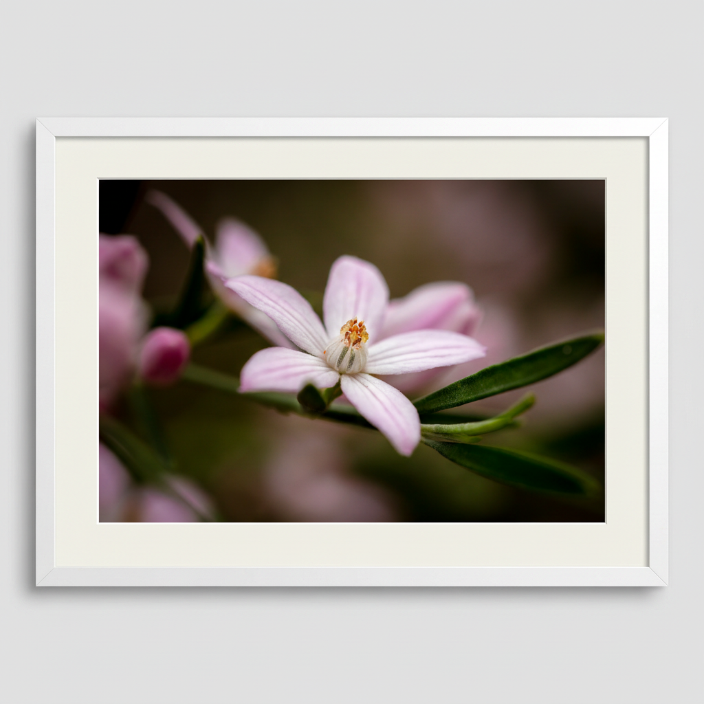 Framed photograph of a pink flower with a blurred background