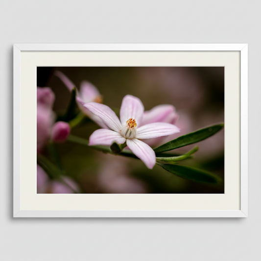 Framed photograph of a pink flower with a blurred background