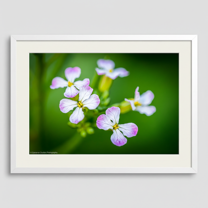 Flowers of the Radish Plant in details with close up of the petals in a beautiful frame