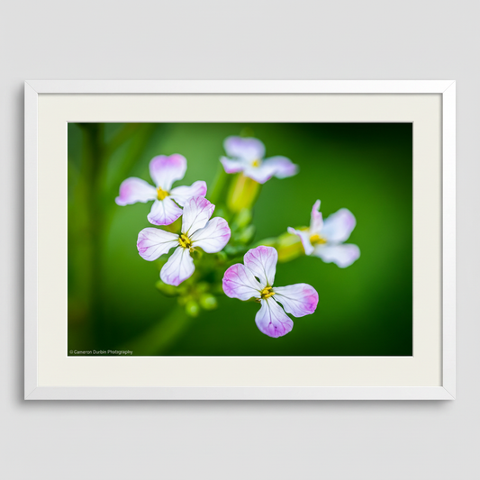 Flowers of the Radish Plant in details with close up of the petals in a beautiful frame
