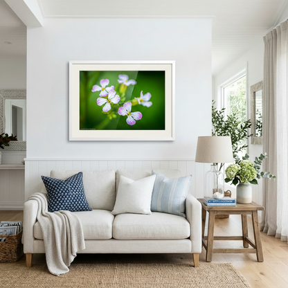 Flowers of the Radish Plant in details with close up of the petals in a beautiful frame