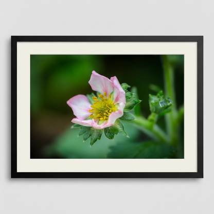The Strawberry Flower