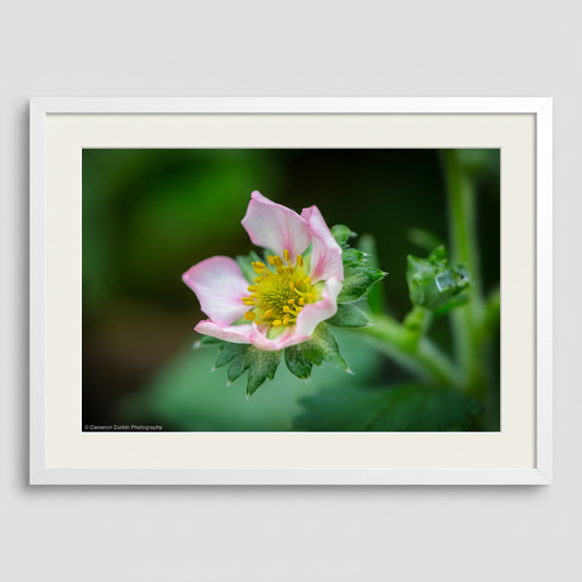 The Strawberry Flower