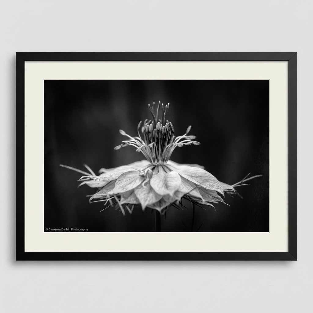 Framed black and white photograph of a flower on a plain background