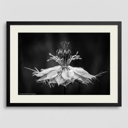 Framed black and white photograph of a flower on a plain background