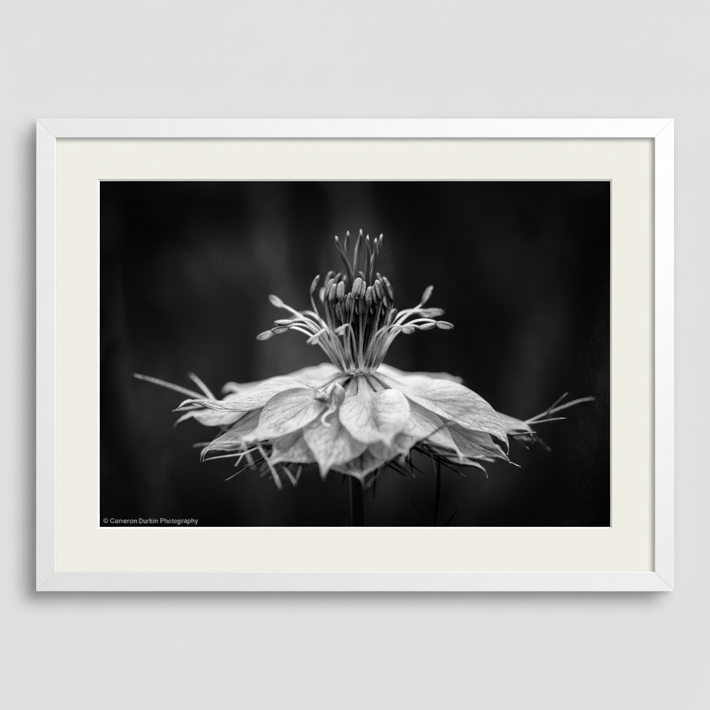Framed black and white photograph of a flower on a plain background