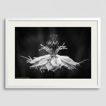 Framed black and white photograph of a flower on a plain background