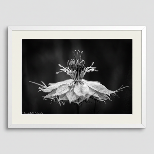 Framed black and white photograph of a flower on a plain background