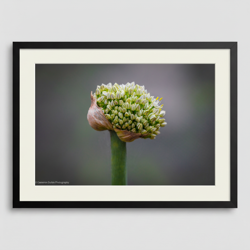 The Onion flower captures nature's intricate beauty with delicate florets unfurling from a papery bud. This fine art print showcases the botanical elegance of a Sydney wildflower, perfect for adding organic sophistication to any space.