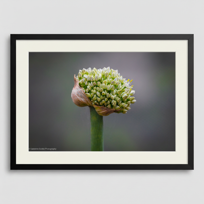 The Onion flower captures nature's intricate beauty with delicate florets unfurling from a papery bud. This fine art print showcases the botanical elegance of a Sydney wildflower, perfect for adding organic sophistication to any space.