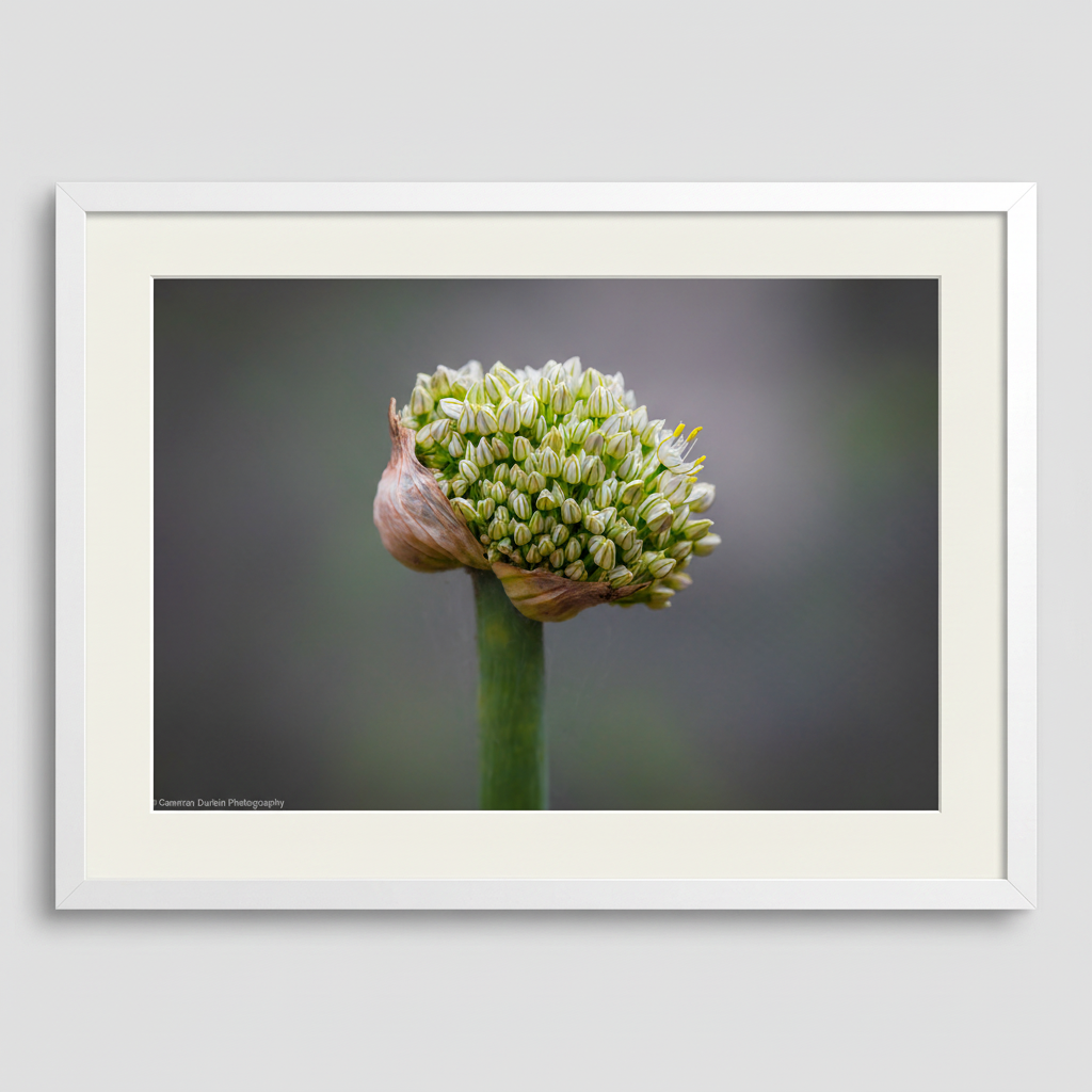 The Onion flower captures nature's intricate beauty with delicate florets unfurling from a papery bud. This fine art print showcases the botanical elegance of a Sydney wildflower, perfect for adding organic sophistication to any space.