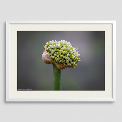 The Onion flower captures nature's intricate beauty with delicate florets unfurling from a papery bud. This fine art print showcases the botanical elegance of a Sydney wildflower, perfect for adding organic sophistication to any space.