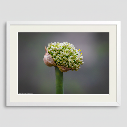 The Onion flower captures nature's intricate beauty with delicate florets unfurling from a papery bud. This fine art print showcases the botanical elegance of a Sydney wildflower, perfect for adding organic sophistication to any space.
