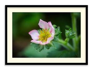 The Strawberry Flower