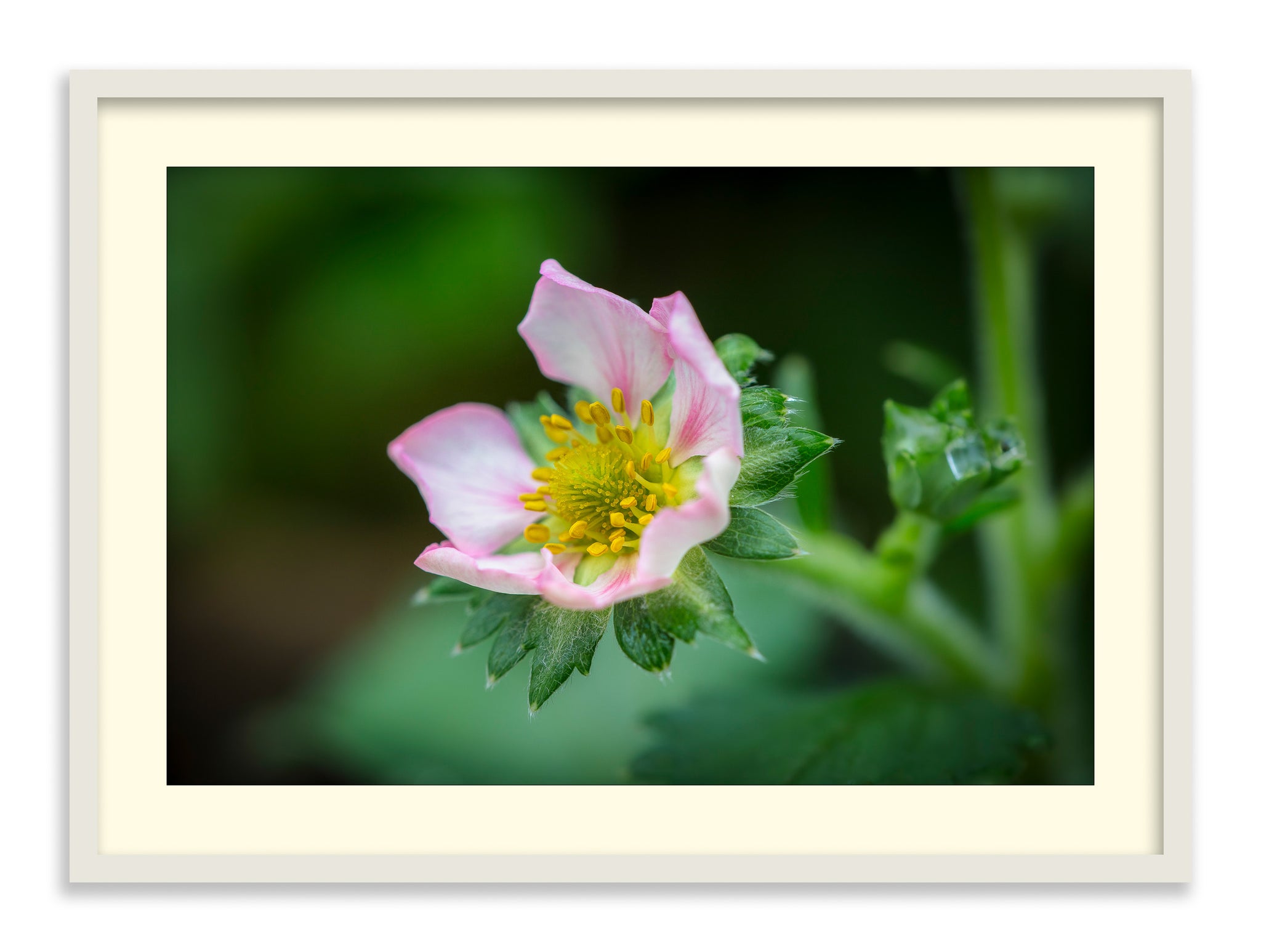 The Strawberry Flower