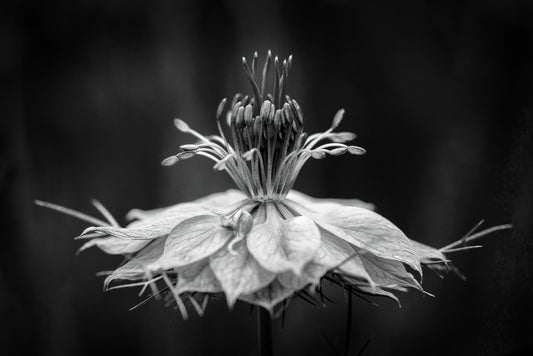 The Dancer