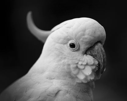 The Cockatoo