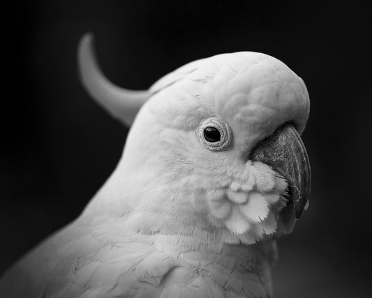 The Cockatoo