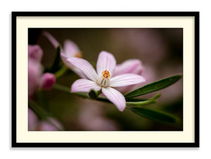 Blooming Pink Wax Flower