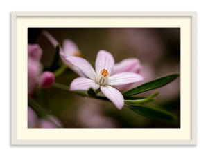 Blooming Pink Wax Flower