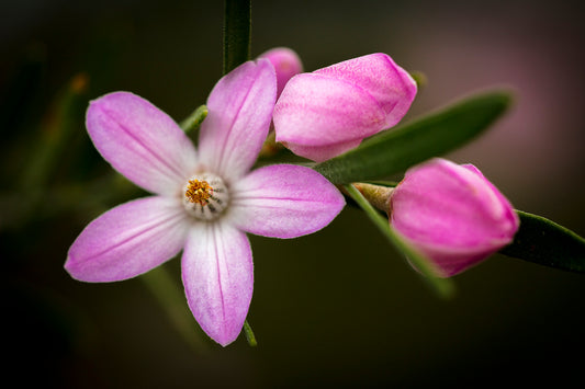 Pink Wax Flowers