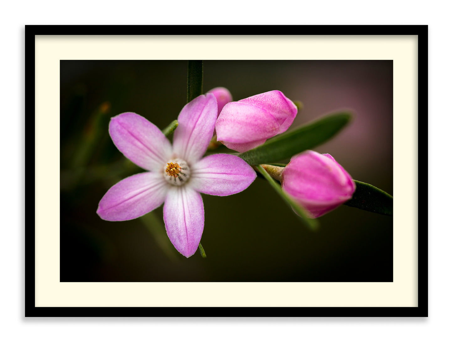 Pink Wax Flowers