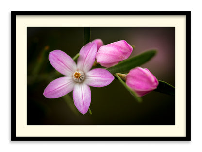 Pink Wax Flowers