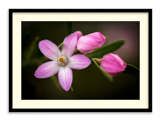 Pink Wax Flowers