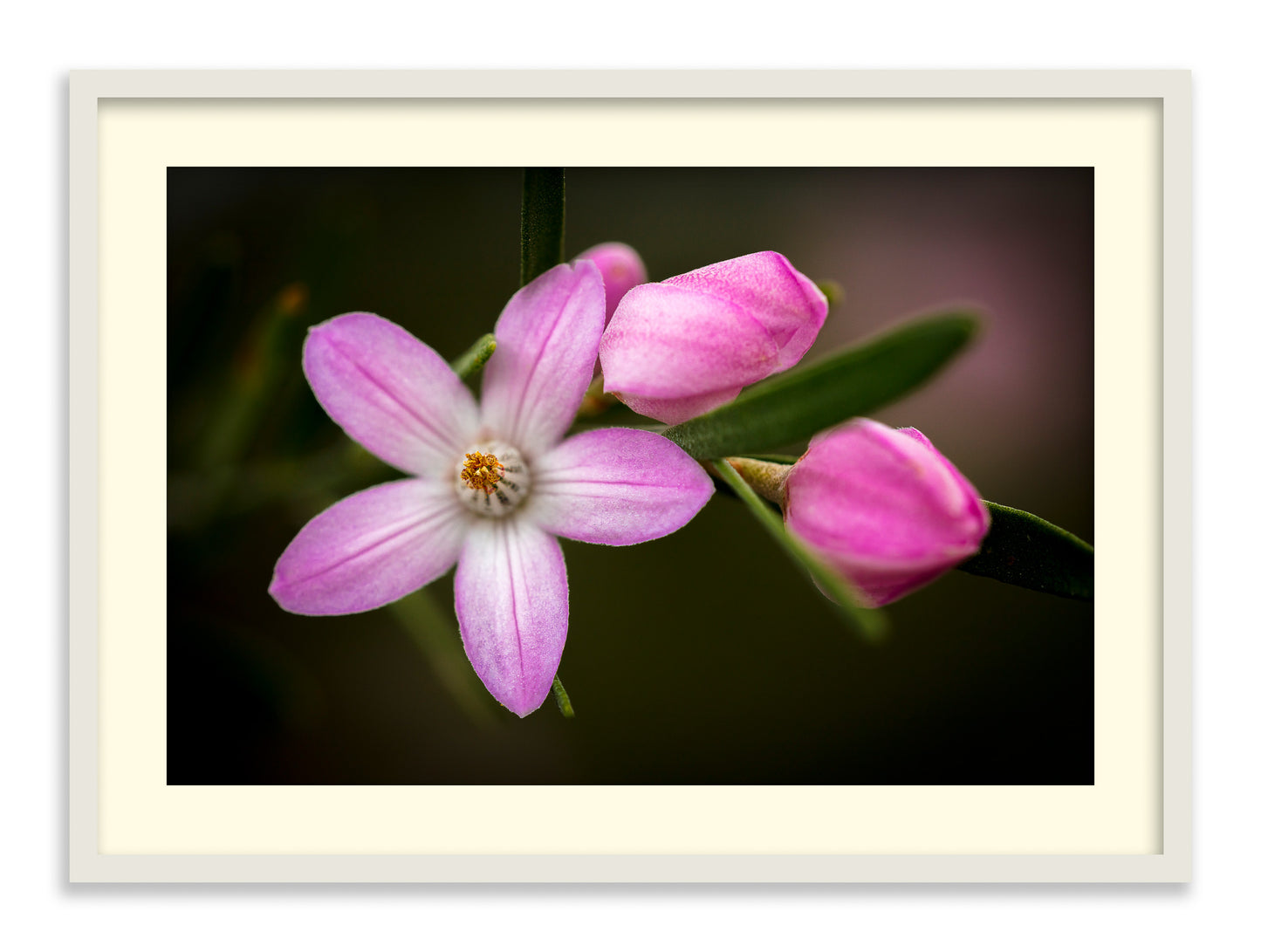 Pink Wax Flowers