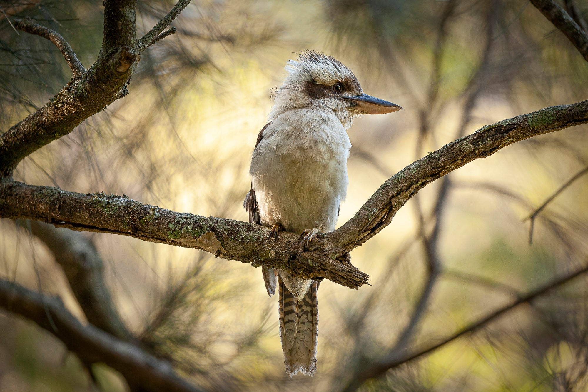 Kookaburra