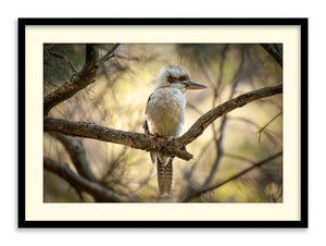 Kookaburra