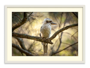 Kookaburra