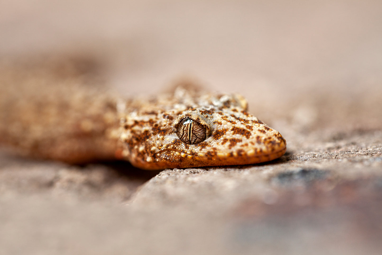 Eye of the Gecko