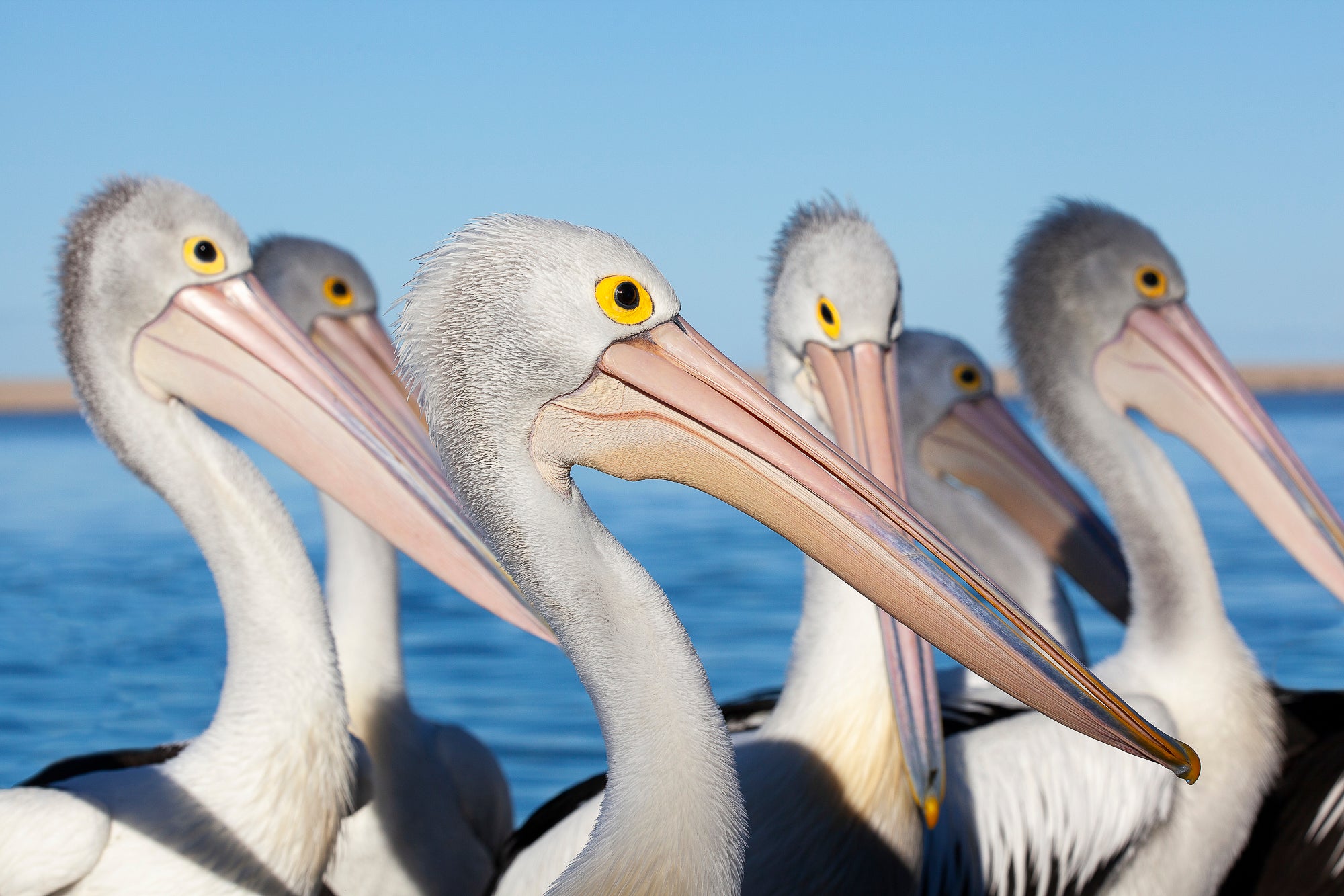 Pelicans