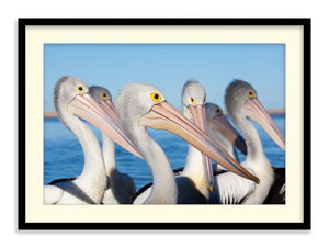 Pelicans