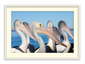 Pelicans