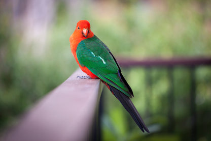 King Parrot